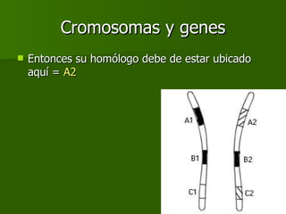 Cromosomas y genes Entonces su homólogo debe de estar ubicado aquí =  A2 
