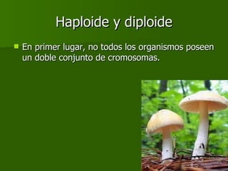 Haploide y diploide En primer lugar, no todos los organismos poseen un doble conjunto de cromosomas. 