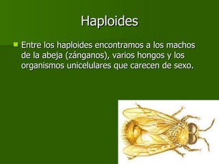 Haploides Entre los haploides encontramos a los machos de la abeja (zánganos), varios hongos y los organismos unicelulares que carecen de sexo. 