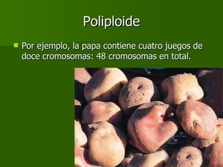 Poliploide Por ejemplo, la papa contiene cuatro juegos de doce cromosomas: 48 cromosomas en total. 