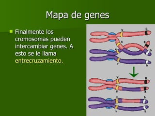 Mapa de genes Finalmente los cromosomas pueden intercambiar genes. A esto se le llama  entrecruzamiento. 