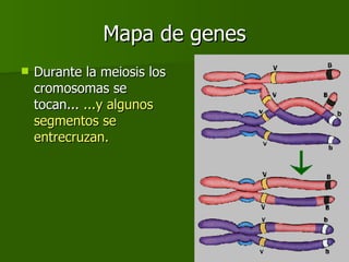 Mapa de genes Durante la meiosis los cromosomas se tocan...  ...y algunos segmentos se entrecruzan. 