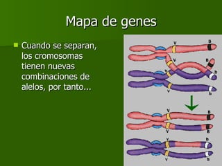 Mapa de genes Cuando se separan, los cromosomas tienen nuevas combinaciones de alelos, por tanto... 