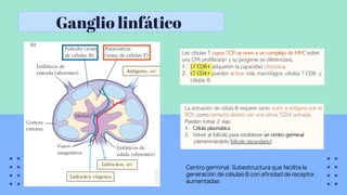 Ganglio linfático
Centro germinal: Subestructura que facilita la
generación de células B con aﬁnidad de receptor
aumentadas
 