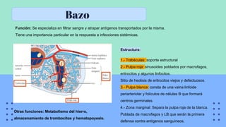 Bazo
Función: Se especializa en filtrar sangre y atrapar antígenos transportados por la misma.
Tiene una importancia particular en la respuesta a infecciones sistémicas.
Estructura:
1.- Trabéculas: soporte estructural
2.- Pulpa roja: sinusoides poblados por macrofagos,
eritrocitos y algunos linfocitos.
Sitio de heolisis de eritrocitos viejos y defectuosos.
3.- Pulpa blanca: consta de una vaina linfoide
periarteriolar y folículos de células B que formará
centros germinales.
4.- Zona marginal: Separa la pulpa roja de la blanca.
Poblada de macrofagos y LB que serán la primera
defensa contra antígenos sanguíneos.
Otras funciones: Metabolismo del hierro,
almacenamiento de trombocitos y hematopoyesis.
 