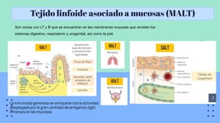 Tejido linfoide asociado a mucosas (MALT)
Son zonas con LT y B que se encuentran en las membranas mucosas que revisten los
sistemas digestivo, respiratorio y urogenital, así como la piel.
La inmunidad generada se enriquece con la actividad
desplegada por la gran cantidad de antígenos (IgA)
inmersos en las mucosas.
 