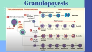 Granulopoyesis
2 semanas
 