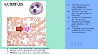● Defienden al organismo
contra infecciones
bacterianas o por hongos.
● Son los primeros en
responder a una infección
microbiana.
● Son los más abundantes
(50-70% del total).
● Núcleos multilobulados
(segmentado con 3 a 5
lóbulos).
● Tipo celular más encontrado
en Fase Temprana de la
Inflamación Aguda.
● Fagocitan microorganismos y partículas extrañas.
● Liberan citocinas (pirógenos causan Fiebre).
● Mediadores químicos de la respuesta inflamatoria.
 