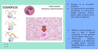 ● Defensa contra parásitos, se
unen a ellos y liberan
sustancias de sus gránulos
que los dañan o destruyen.
● Reacciones alérgicas:
contribuyen a la inflamación
y daño tisular liberando
enzimas tóxicas y sustancias
oxidativas.
● Escasos en la circulación
periférica.
● La mayoría de los eosinófilos
funcionales se encuentran:
epitelio pulmonar, urinario,
gental, tejido conectivo de la
piel y del tubo digestivo.
 