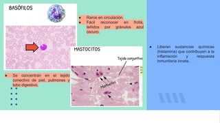 ● Se concentran en el tejido
conectivo de piel, pulmones y
tubo digestivo.
● Raros en circulación.
● Fácil reconocer en frotis,
teñidos por gránulos azul
oscuro.
● Liberan sustancias químicas
(histamina) que contribuyen a la
inflamación y respuesta
inmunitaria innata.
 