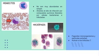 ● No son muy abundantes en
sangre.
● Atraídos al sitio de infección por
compuestos químicos liberados
por células bacterianas e
infectadas.
● Fagocitan microorganismos y
partículas extrañas.
● Activan a los linfocitos T.
 