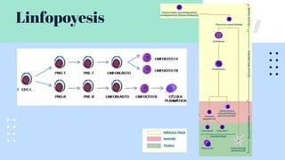 Linfopoyesis
 