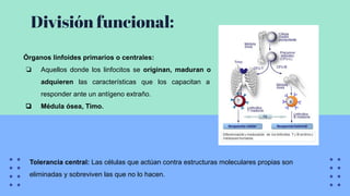 División funcional:
Órganos linfoides primarios o centrales:
❏ Aquellos donde los linfocitos se originan, maduran o
adquieren las características que los capacitan a
responder ante un antígeno extraño.
❏ Médula ósea, Timo.
Tolerancia central: Las células que actúan contra estructuras moleculares propias son
eliminadas y sobreviven las que no lo hacen.
 