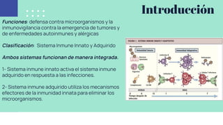 Introducción
Funciones: defensa contra microorganismos y la
inmunovigilancia contra la emergencia de tumores y
de enfermedades autoinmunes y alérgicas
Clasiﬁcación: Sistema Inmune Innato y Adquirido
Ambos sistemas funcionan de manera integrada.
1- Sistema inmune innato activa el sistema inmune
adquirido en respuesta a las infecciones.
2- Sistema inmune adquirido utiliza los mecanismos
efectores de la inmunidad innata para eliminar los
microorganismos.
 