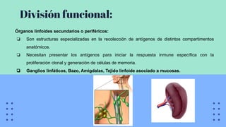 División funcional:
Órganos linfoides secundarios o periféricos:
❏ Son estructuras especializadas en la recolección de antígenos de distintos compartimentos
anatómicos.
❏ Necesitan presentar los antígenos para iniciar la respuesta inmune específica con la
proliferación clonal y generación de células de memoria.
❏ Ganglios linfáticos, Bazo, Amígdalas, Tejido linfoide asociado a mucosas.
 