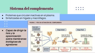 Sistema del complemento
● Proteínas que circulan inactivas en el plasma.
● Sintetizadas en hígado y macrófagos.
● Capaz de dirigir la
lisis y la
opsonización
sobre membranas
biológicas de
agresores
 