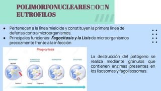 POLIMORFONUCLEARES฀O฀N
EUTROFILOS
● Pertenecen a la línea mieloide y constituyen la primera línea de
defensa contra microorganismos.
● Principales funciones: Fagocitosis y la Lisis de microorganismos
precozmente frente a la infección
La destrucción del patógeno se
realiza mediante gránulos que
contienen enzimas presentes en
los lisosomas y fagolisosomas.
 