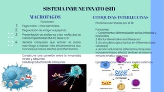 SISTEMA INMUNE INNATO (SII)
MACROFAGOS
Funciones:
1. Fagocitosis → lisis bacteriana
2. Degradación de antígeno a péptido
3. Presentación de antígenos a las moléculas de
Histocompatibilidad (MHC) clase I y II.
4. Secreta citoquinas que activan al propio
macrófago a realizar más eﬁcientemente sus
funciones e induce efectos proinﬂamatorios
Constituye una conexión entre la inmunidad
innata y adquirida
Células productoras de citoquinas
CITOQUINAS/INTERLEUCINAS
Proteínas secretadas por el SII
Funciones:
1. Crecimiento y diferenciación de los linfocitos y
monocitos
2. Rol fundamental en la inﬂamación
3. Acción pleiotrópica (actúa en diferentes tipos
celulares)
4. Acción redundante (diferentes citoquinas
inducen el mismo efecto) tanto en el sistema
inmune innato y adquirido
Ejercen su acción de manera local o sistémica
 