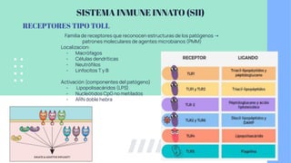SISTEMA INMUNE INNATO (SII)
RECEPTORES TIPO TOLL
Familia de receptores que reconocen estructuras de los patógenos →
patrones moleculares de agentes microbianos (PMM)
Localizacion:
- Macrófagos
- Células dendríticas
- Neutróﬁlos
- Linfocitos T y B
Activación (componentes del patógeno)
- Lipopolisacáridos (LPS)
- Nucleótidos CpG no metilados
- ARN doble hebra
 