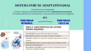 SISTEMA INMUNE ADAPTATIVO (SIA)
Presente en los vertebrados
Función: Mejora la capacidad defensiva frente exposiciones sucesivas
Principales elementos: Linfocitos B y T que se activan frente a los antígenos
INMUNIDAD
HUMORAL
INMUNIDAD
CELULAR
SIA
 