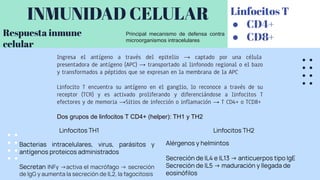 INMUNIDAD CELULAR
Ingresa el antígeno a través del epitelio → captado por una célula
presentadora de antígeno (APC) → transportado al linfonodo regional o el bazo
y transformados a péptidos que se expresan en la membrana de la APC
Linfocito T encuentra su antígeno en el ganglio, lo reconoce a través de su
receptor (TCR) y es activado proliferando y diferenciándose a linfocitos T
efectores y de memoria →Sitios de infección o inflamación → T CD4+ o TCD8+
Dos grupos de linfocitos T CD4+ (helper): TH1 y TH2
Respuesta inmune
celular
Linfocitos T
● CD4+
● CD8+
Principal mecanismo de defensa contra
microorganismos intracelulares
Linfocitos TH1 Linfocitos TH2
Bacterias intracelulares, virus, parásitos y
antígenos proteicos administrados
Secretan INFγ →activa el macrófago → secreción
de IgG y aumenta la secreción de IL2, la fagocitosis
Alérgenos y helmintos
Secreción de IL4 e IL13 → anticuerpos tipo IgE
Secreción de IL5 → maduración y llegada de
eosinóﬁlos
 