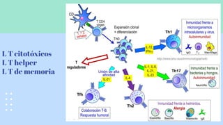 L T citotóxicos
L T helper
L T de memoria
 