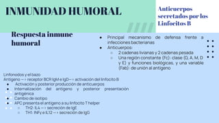 INMUNIDAD HUMORAL
● Principal mecanismo de defensa frente a
infecciones bacterianas
● Anticuerpos:
○ 2 cadenas livianas y 2 cadenas pesada
○ Una región constante (Fc): clase (G, A, M, D
y E) y funciones biológicas, y una variable
(Fab): de unión al antígeno
Respuesta inmune
humoral
Anticuerpos
secretados por los
Linfocitos B
Linfonodos y el bazo
Antígeno —> receptor BCR IgM e IgD—> activación del linfocito B
● Activación y posterior producción de anticuerpos
● Internalización del antígeno y posterior presentación
antigénica
● Cambio de isotipo
● APC presenta el antígeno a su linfocito T helper
○ TH2: IL4 —> secreción de IgE
○ TH1: INFγ e IL12 —> secreción de IgG
 