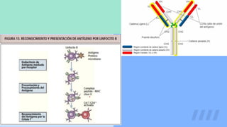 Serie blanca equipe1.pdf