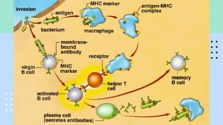 Serie blanca equipe1.pdf