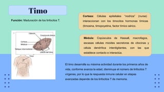 Timo
Función: Maduración de los linfocitos T.
Corteza: Células epiteliales “nodriza” (nurse)
interaccionan con los timocitos hormonas tímicas
(timosina, timopoyetina, factor tímico sérico.
Médula: Copúsculos de Hassall, macrofagos,
escasas células mioides secretoras de citocinas y
célula dendrítica interdigitantes, con las que
establece contacto e interactúa.
El timo desarrolla su máxima actividad durante los primeros años de
vida, conforme avanza la edad, disminuye el número de linfocitos T
vírgenes, por lo que la respuesta inmune celular en etapas
avanzadas depende de los linfocitos T de memoria.
 