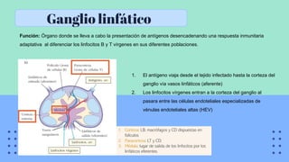 Ganglio linfático
Función: Órgano donde se lleva a cabo la presentación de antígenos desencadenando una respuesta inmunitaria
adaptativa al diferenciar los linfocitos B y T vírgenes en sus diferentes poblaciones.
1. El antígeno viaja desde el tejido infectado hasta la corteza del
ganglio vía vasos linfáticos (aferente)
2. Los linfocitos vírgenes entran a la corteza del ganglio al
pasara entre las células endoteliales especializadas de
vénulas endoteliales altas (HEV)
 