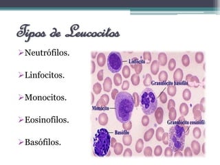 Tipos de Leucocitos
Neutrófilos.
Linfocitos.
Monocitos.
Eosinofilos.
Basófilos.
 