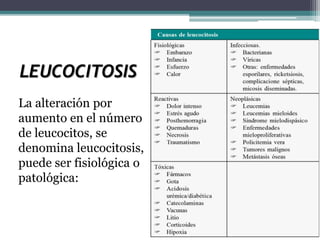 LEUCOCITOSIS
La alteración por
aumento en el número
de leucocitos, se
denomina leucocitosis,
puede ser fisiológica o
patológica:
 