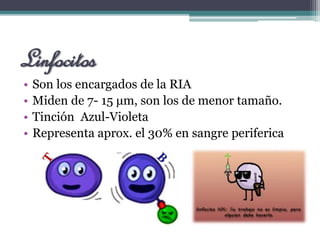 Linfocitos
• Son los encargados de la RIA
• Miden de 7- 15 μm, son los de menor tamaño.
• Tinción Azul-Violeta
• Representa aprox. el 30% en sangre periferica
 