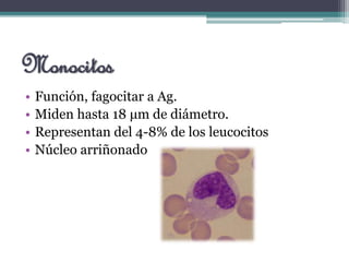 Monocitos
• Función, fagocitar a Ag.
• Miden hasta 18 μm de diámetro.
• Representan del 4-8% de los leucocitos
• Núcleo arriñonado
 