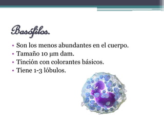 Basófilos.
• Son los menos abundantes en el cuerpo.
• Tamaño 10 μm dam.
• Tinción con colorantes básicos.
• Tiene 1-3 lóbulos.
 