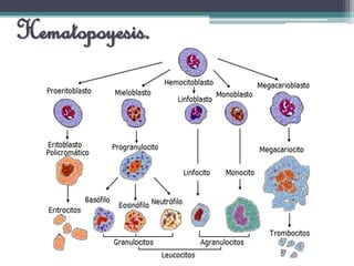 Hematopoyesis.
 