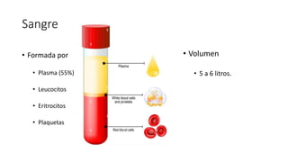 Sangre
• Formada por
• Plasma (55%)
• Leucocitos
• Eritrocitos
• Plaquetas
• Volumen
• 5 a 6 litros.
 