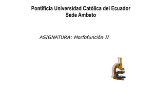 ASIGNATURA: Morfofunción II
Pontificia Universidad Católica del Ecuador
Sede Ambato
 