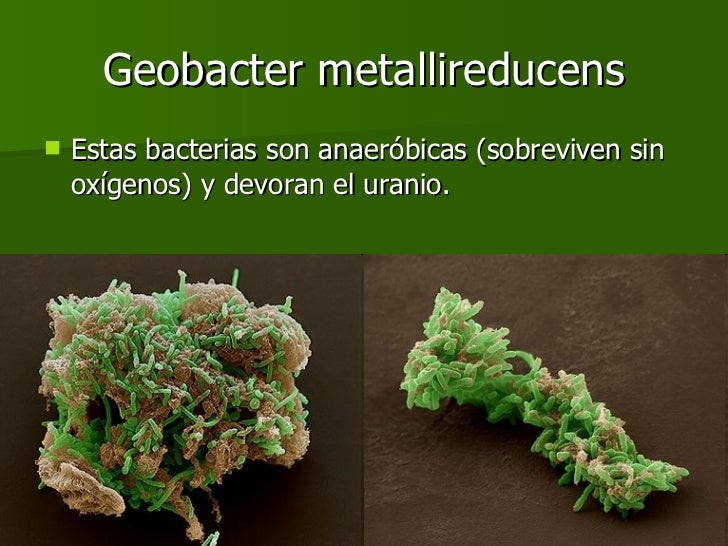 De Que Se Alimenta Geobacter Metallireducens