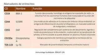 CD Nombre Función
CD24 BBA-1 Función desconocida; homólogo al antígeno termoestable de ratón; La
selectina P en los carcinomas humanos está involucrada en la unión del
carcinoma a las plaquetas
CD44 ECMRI Una molécula de adhesión en la interacción linfocito-célula endotelial; un
antígeno de diferenciación durante la linfopoyesis; un marcador potencial
de malignidad y metástasis
CD55 DAF Regulación del complemento por aceleración del decaimiento; ligando o
molécula protectora en la fecundación; involucrado en la transducción de
señales; la forma soluble se puede detectar en plasma y fluidos corporales
CD235a Glicoproteína
A
Sialoglucoproteína de membrana principal de la membrana de los
eritrocitos
TER-119 Ly-76 Marcador de proeritroblasto temprano a eritrocito maduro
Immunology Guidebook. 2004;47-124.
Marcadores de eritrocitos:
 