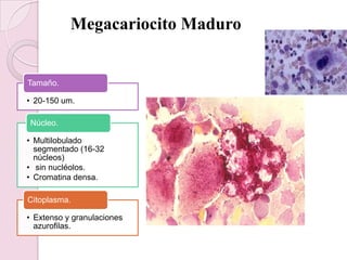 Megacariocito Maduro
