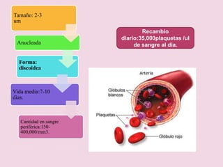 Recambio diario:35,000plaquetas /ul de sangre al dia.