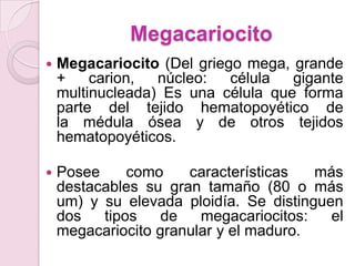 MegacariocitoMegacariocito (Del griego mega, grande + carion, núcleo: célula gigante multinucleada) Es una célula que forma parte del tejido hematopoyético de la médula ósea y de otros tejidos hematopoyéticos.Posee como características más destacables su gran tamaño (80 o más um) y su elevada ploidía. Se distinguen dos tipos de megacariocitos: el megacariocito granular y el maduro.