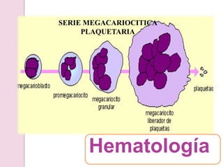 SERIE MEGACARIOCITICA PLAQUETARIAHematología