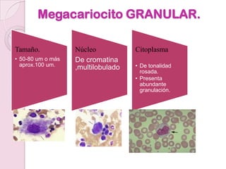Megacariocito GRANULAR.