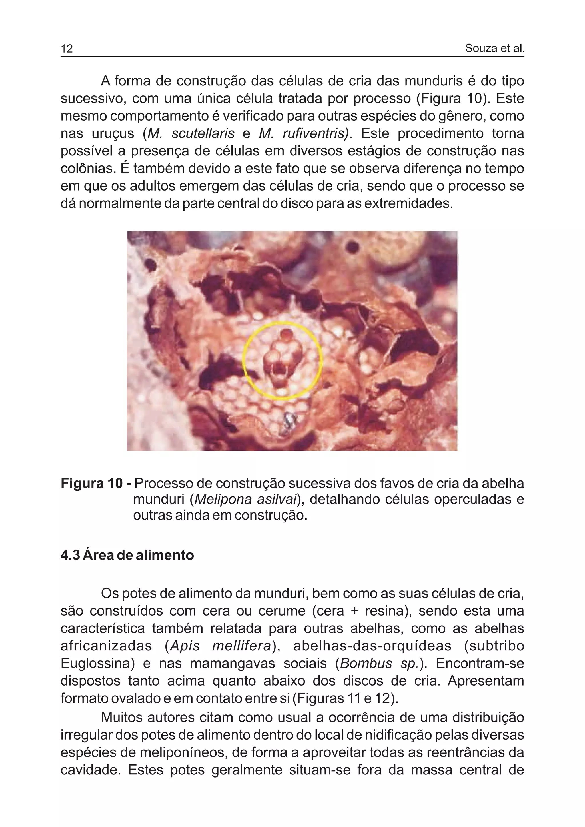 A forma de construção das células de cria das munduris é do tipo
sucessivo, com uma única célula tratada por processo (Figura 10). Este
mesmo comportamento é verificado para outras espécies do gênero, como
nas uruçus (M. scutellaris e M. rufiventris). Este procedimento torna
possível a presença de células em diversos estágios de construção nas
colônias. É também devido a este fato que se observa diferença no tempo
em que os adultos emergem das células de cria, sendo que o processo se
dá normalmente da parte central do disco para as extremidades.
Figura 10 - Processo de construção sucessiva dos favos de cria da abelha
munduri (Melipona asilvai), detalhando células operculadas e
outras ainda em construção.
4.3 Área de alimento
Os potes de alimento da munduri, bem como as suas células de cria,
são construídos com cera ou cerume (cera + resina), sendo esta uma
característica também relatada para outras abelhas, como as abelhas
africanizadas (Apis mellifera), abelhas-das-orquídeas (subtribo
Euglossina) e nas mamangavas sociais (Bombus sp.). Encontram-se
dispostos tanto acima quanto abaixo dos discos de cria. Apresentam
formato ovalado e em contato entre si (Figuras 11 e 12).
Muitos autores citam como usual a ocorrência de uma distribuição
irregular dos potes de alimento dentro do local de nidificação pelas diversas
espécies de meliponíneos, de forma a aproveitar todas as reentrâncias da
cavidade. Estes potes geralmente situam-se fora da massa central de
Souza et al.12
 