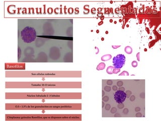   Sin nucléolos visiblesCitoplasma: Contiene los gránulos secundarios o específicosLa diferencia de esta célula y el promielocito es que los gránulos citoplasmáticos han adoptado ahora su carácter neutrófilo y no se disciernan nuceléolos