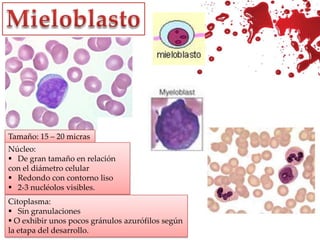 MieloblastoTamaño: 15 – 20 micrasNúcleo:De gran tamaño en relación con el diámetro celular