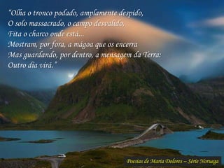 Poesias de Maria Dolores – Série Noruega
“Olha o tronco podado, amplamente despido,
O solo massacrado, o campo desvalido,
Fita o charco onde está...
Mostram, por fora, a mágoa que os encerra
Mas guardando, por dentro, a mensagem da Terra:
Outro dia virá.”
 